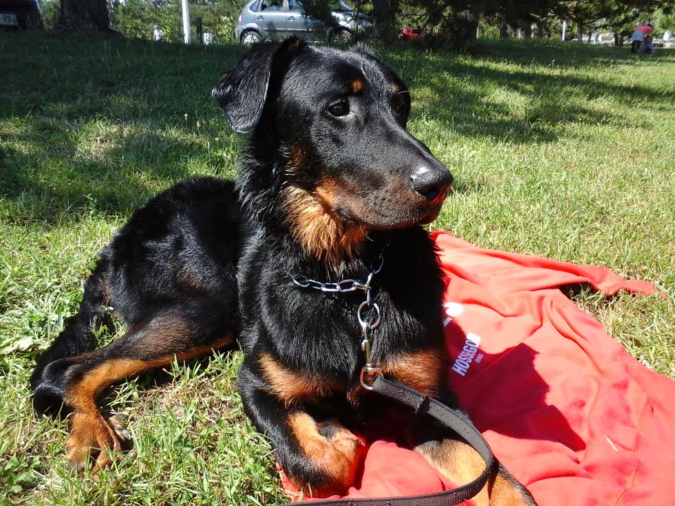domainedelalicorne.fr Elevage de beauceron chiot beauceron pure race élevage du clos de la licorne elevage des gardiens de la licorne elevage beauceron noir et feu authentique gros gabarits élevage de Beauceron familial sérieux et qualité domainedelalicorne.fr suivi des chiots conseil d’éducation chiot propre bas rouge santé caractère spécialiste du beauceron noir et feu ou arlequin chien rustique berger de France  nos chiots sont élevés avec amour et attention notre passion au service de la qualité Beauceron de qualité et sportif domaine de la licorne 04380 BARRAS élevage en liberté éleveur berger de beauce élevage de beauceron de travail 